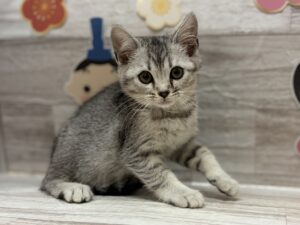 スコティッシュフォールド(立耳)　￥195,800(税込)