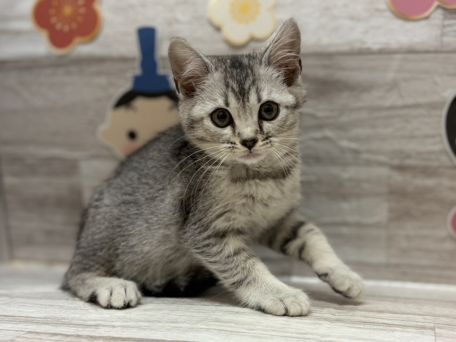 スコティッシュフォールド(立耳)