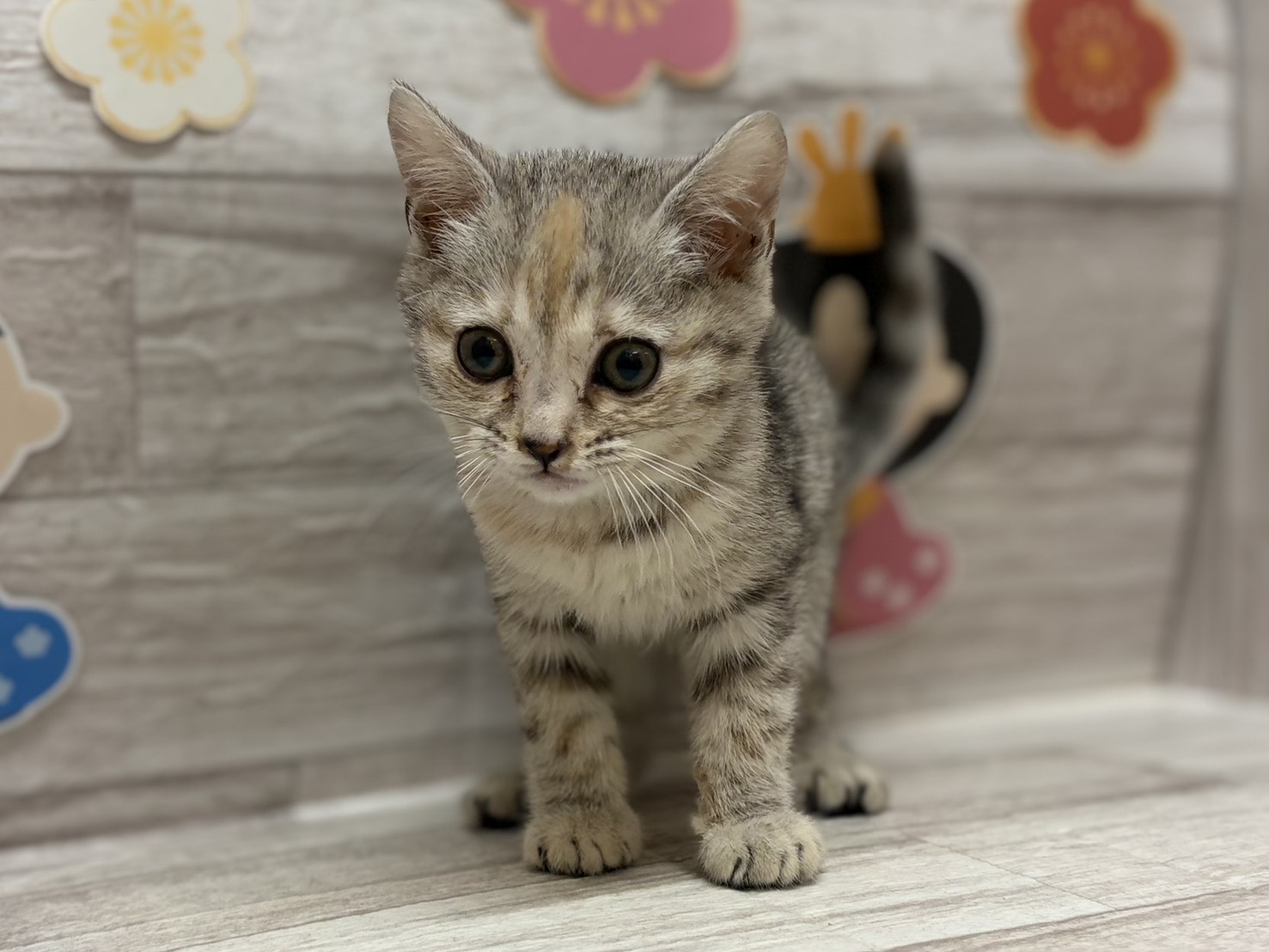 スコティッシュフォールド(立耳)