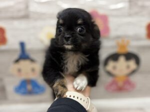 ④チワワ(ロング)　￥261,800(税込)