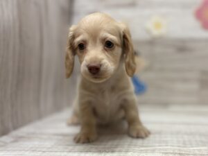 ④カニヘンダックスフンド(ロング)　￥250,800(税込)