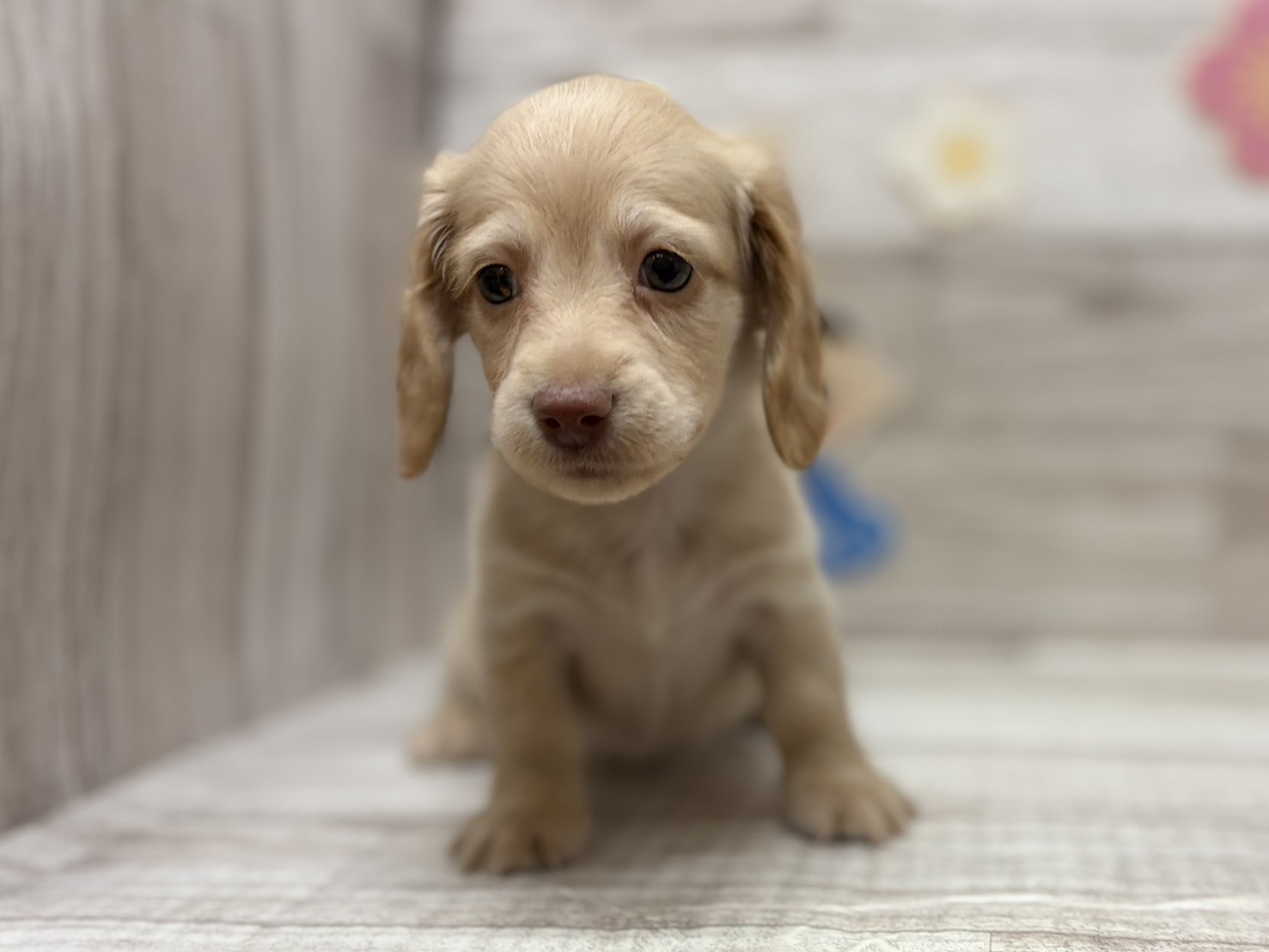 ③カニヘンダックスフンド(ロング)