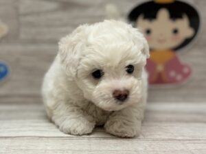 ②ビションフリーゼ　￥272,800(税込)