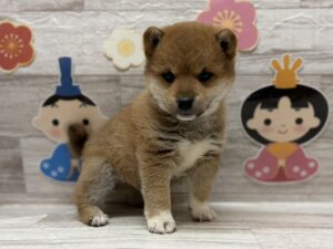 ⑤豆柴　￥283,800(税込)