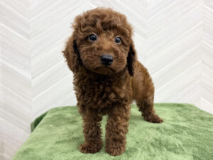 トイプードル￥185,900(税込)