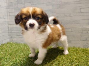 ①パピヨン￥185,900(税込)→3/12迄￥152,900(税込)