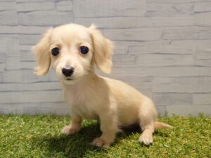 ⑦カニヘンダックスフンド(ロング)￥284,900(税込)→3/23迄￥251,900(税込)