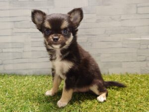 ⑧チワワ(ロング)￥207,900(税込)→3/23迄￥174,900(税込)