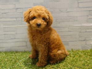 ⑨トイプードル￥218,900(税込)→3/23迄￥185,900(税込)