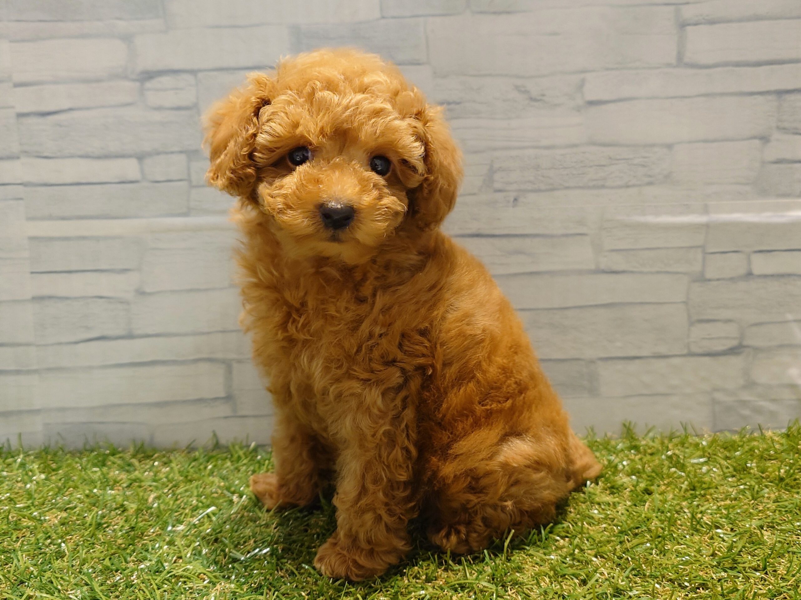 ⑨トイプードル