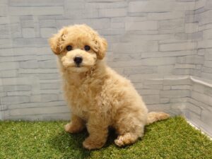 MIX(マルチーズ×トイプードル)￥207,900(税込)→3/23まで￥174,900(税込)