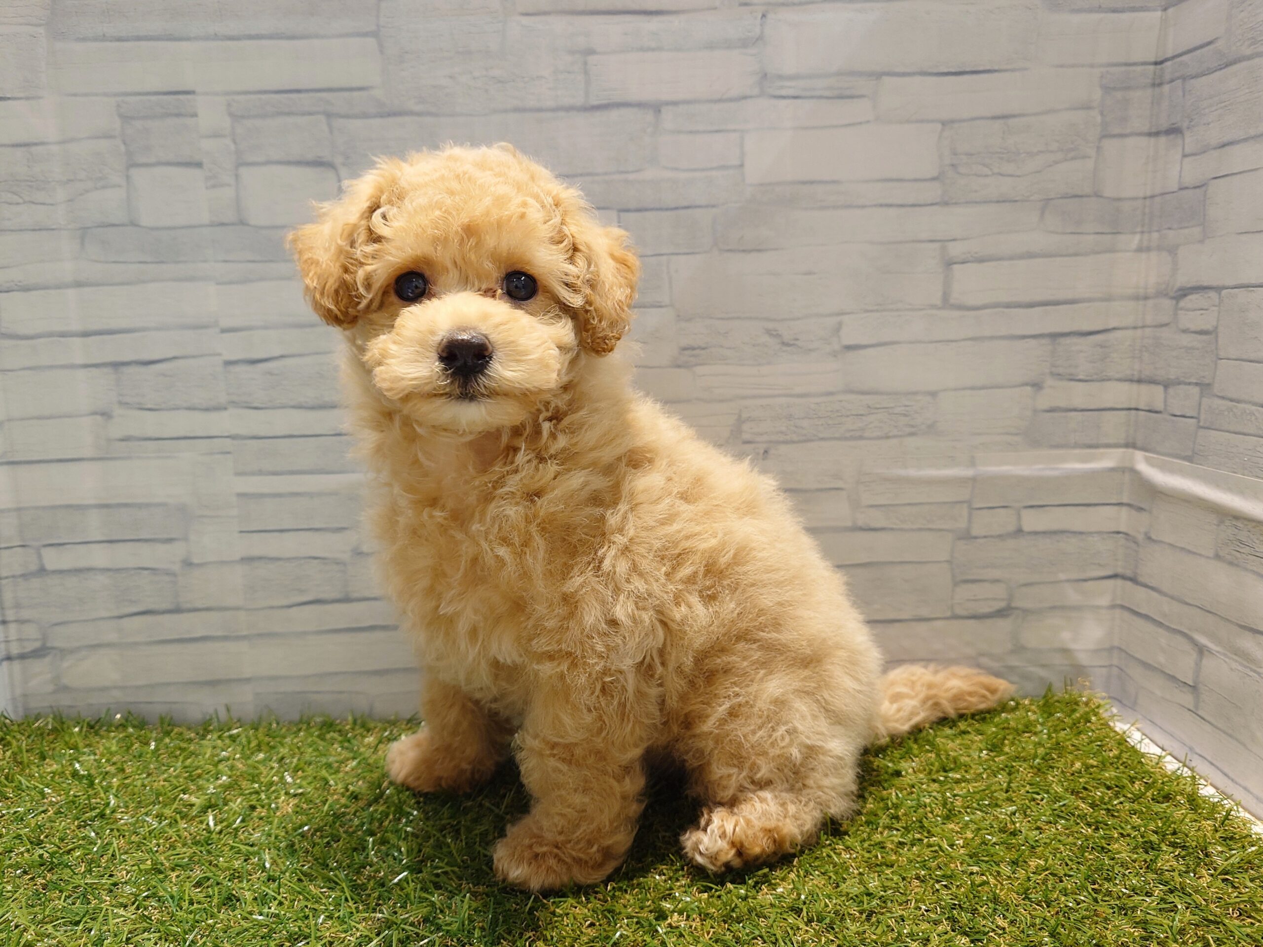 MIX(マルチーズ×トイプードル)