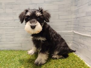 ⑦ミニチュアシュナウザー￥328,900(税込)→3/23まで￥295,900(税込)