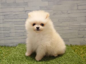 ②ポメラニアン￥317,900(税込)3/16まで→￥284,900(税込)