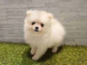 ポメラニアン￥350,900(税込)