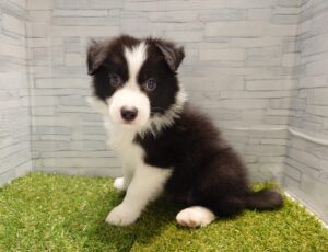 ボーダーコリー￥372,900(税込)