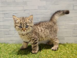 ミヌエット(足長)￥262,900(税込)