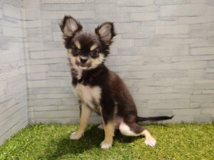 ⑧チワワ(ロング)￥207,900(税込)→5/6迄￥174,900（税込）