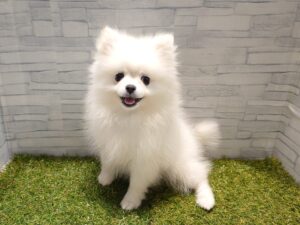 ポメラニアン￥350,900(税込)→5/6￥317,900（税込)