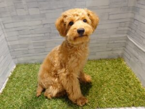 ⑨トイプードル　安心パック代等込みで￥143,000(税込)