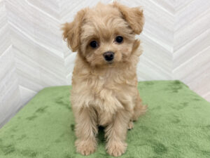 ⑪Mix(父チワワ(ロング)×母トイプードル)￥295,900(税込)→4/17～5/6まで￥262,900(税込)