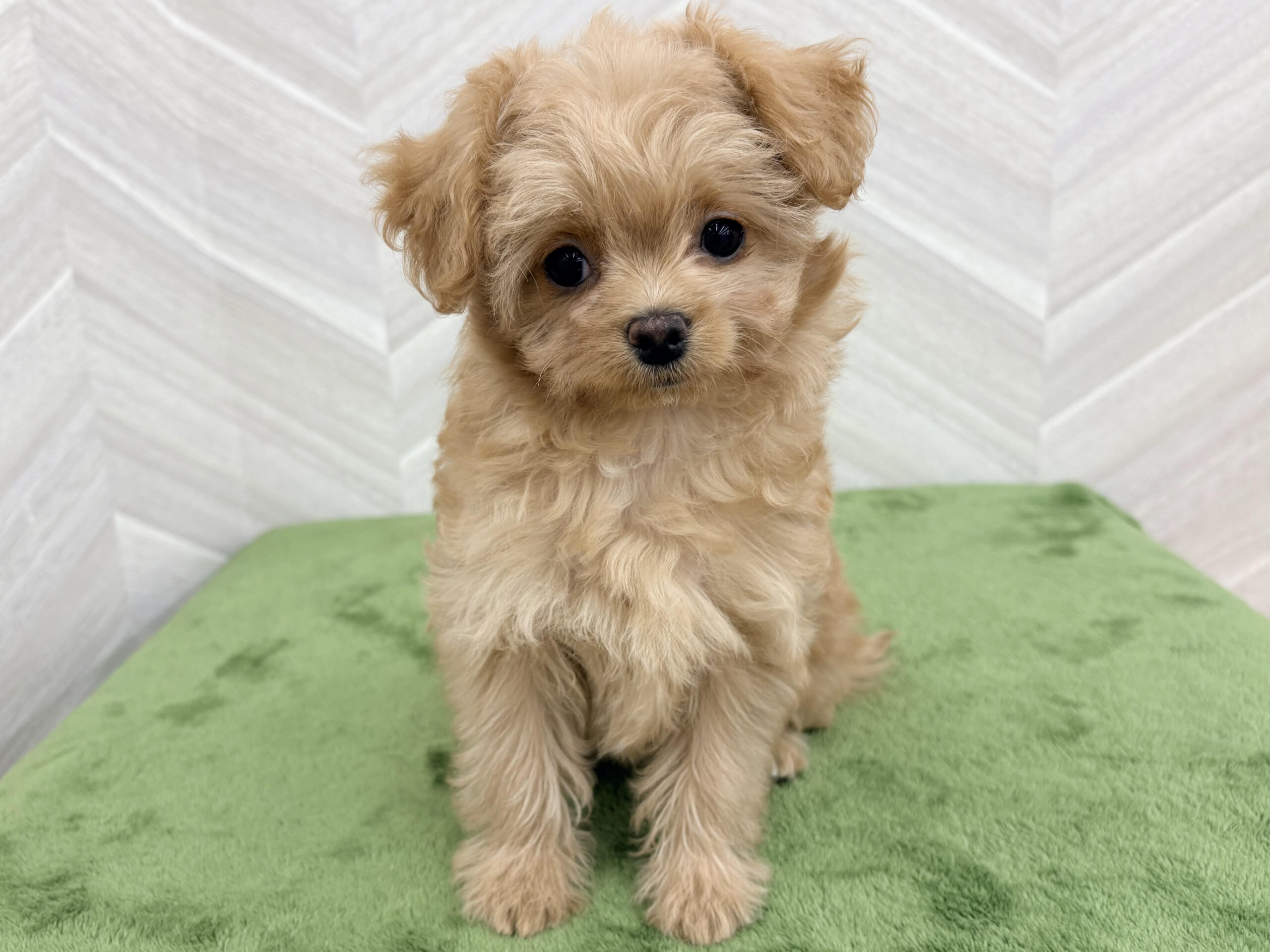 ⑪Mix(父チワワ(ロング)×母トイプードル)