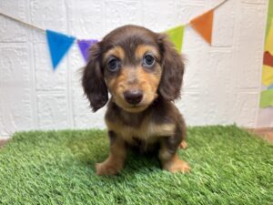 ミニチュアダックスフンド　￥306,900(税込)→3/9まで￥273,900(税込)