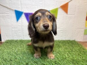 ミニチュアダックスフンド　￥317,900(税込)→3/9まで￥284,900(税込)