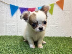 ①チワワ(ロング)￥262,900(税込)3/9まで→￥229,900(税込)