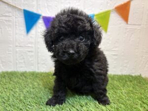 ②トイプードル￥284,900(税込)3/9まで→￥251,900(税込)