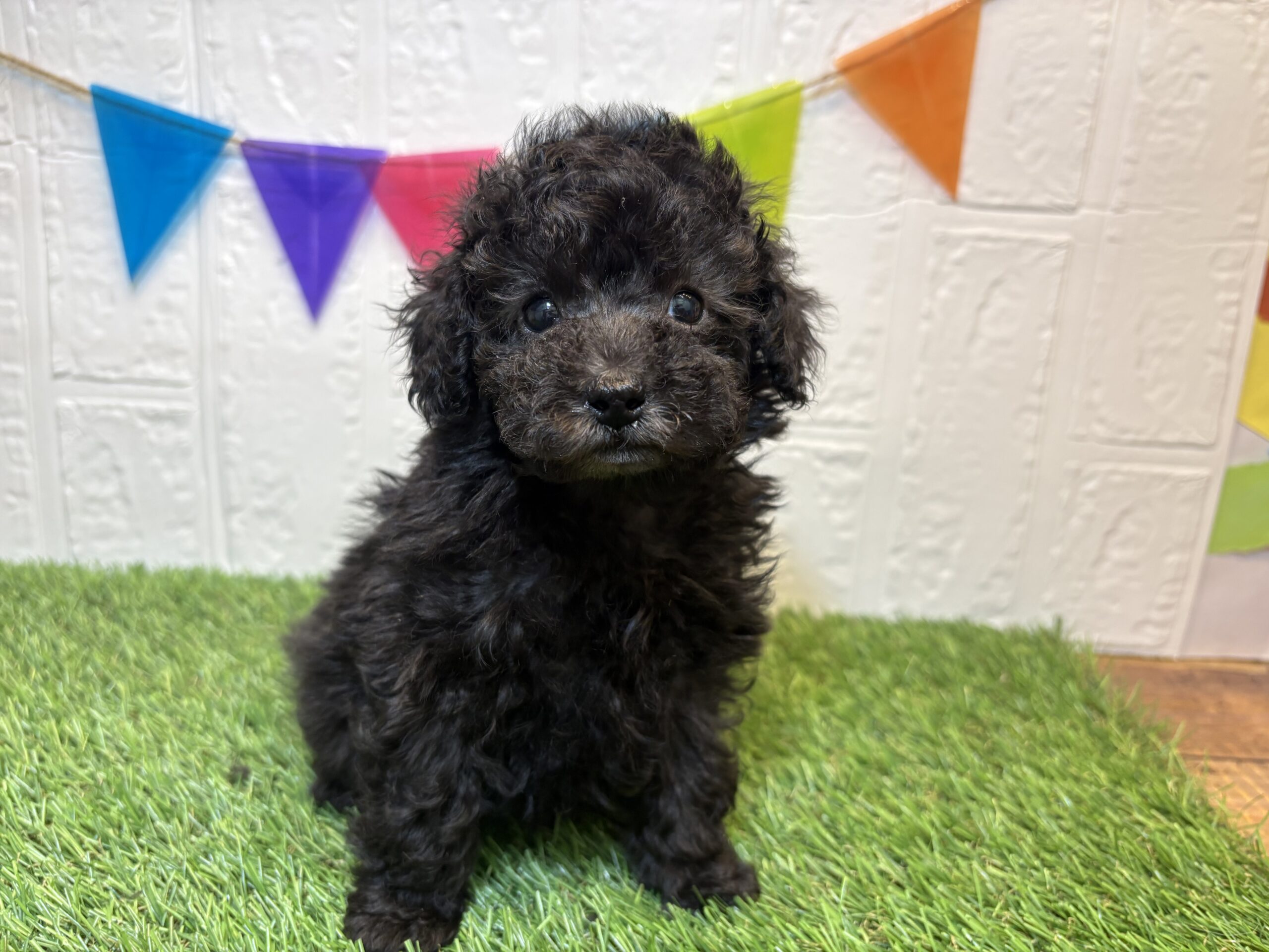 ③トイプードル