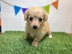 ④Mix(父チワワ×母ミニチュアダックスフンド(ロング)￥240,900(税込)3/9まで→￥207,900(税込)