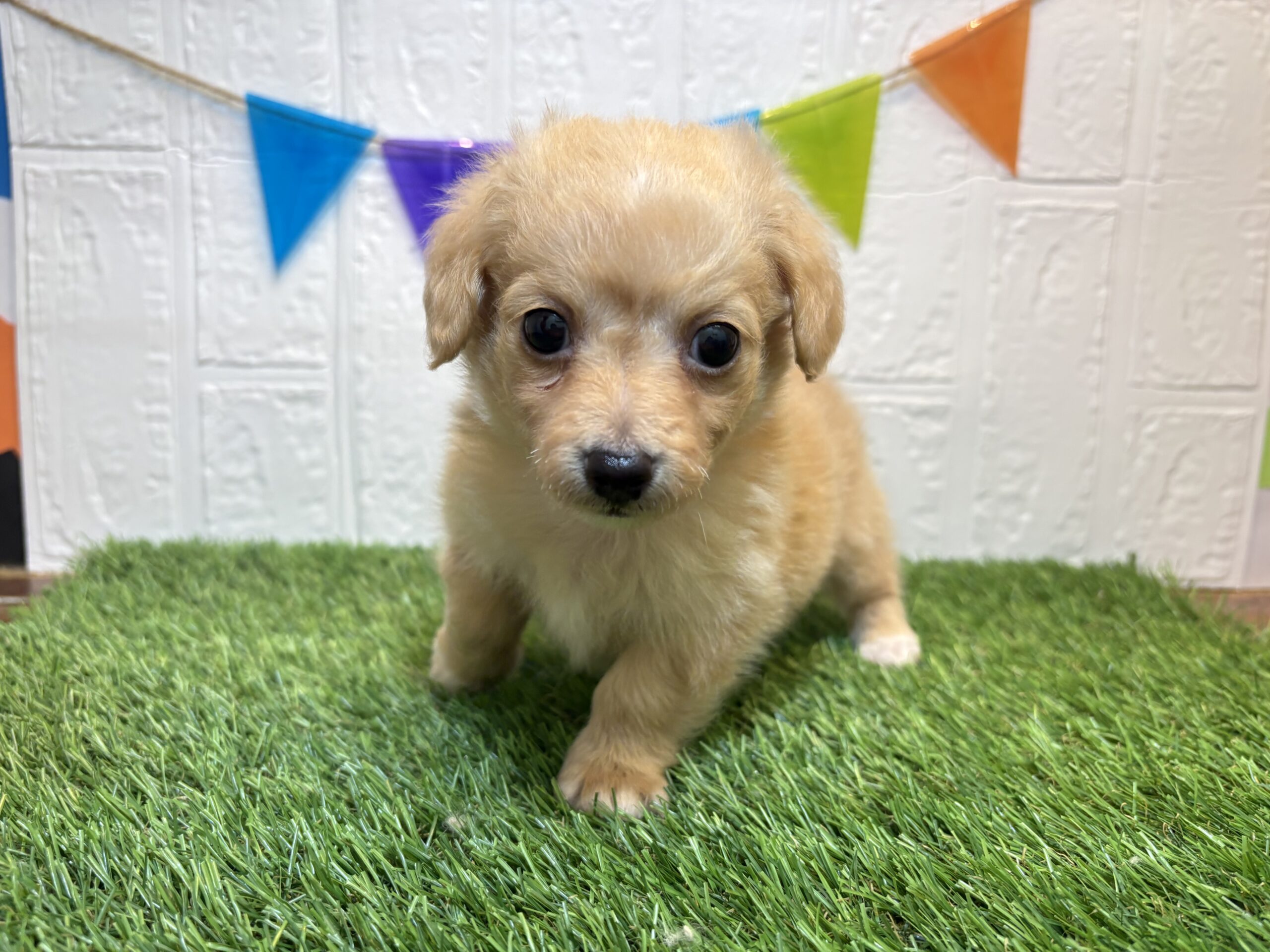 ④Mix(父チワワ×母ミニチュアダックスフンド(ロング)