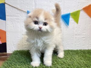 ⑤スコティッシュフォールド(耳折)￥394,900(税込)3/9まで→￥361,900(税込)