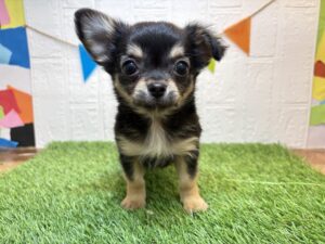 ⑥チワワ(ロング)￥185,900(税込)3/9まで→￥152,900(税込)