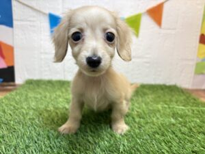 ⑦カニヘンダックスフンド(ロング)￥284,900(税込)3/9まで→￥251,900(税込)