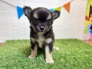 ⑧チワワ(ロング)￥207,900(税込)3/9まで→￥174,900(税込)