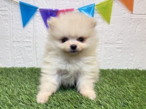 ②ポメラニアン￥317,900(税込)3/16まで→￥284,900(税込)