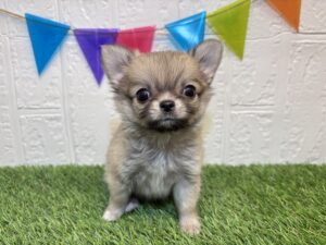 ③チワワ(ロング)￥339,900(税込)3/16まで→￥306,900(税込)