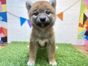 ⑤柴犬￥218,900(税込)3/16まで→￥185,900(税込)