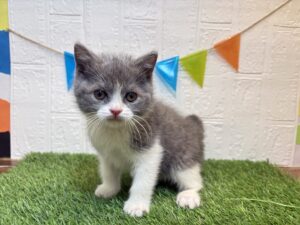 ⑥ブリティッシュショートヘアー￥328,900(税込)3/16まで→￥295,900(税込)