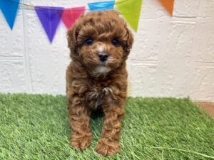 ⑨トイプードル￥240,900(税込)3/16まで→￥207,900(税込)