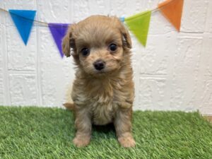 ⑪Mix(父チワワ(ロング)×母トイプードル)￥295,900(税込)3/16まで→￥262,900(税込)