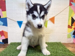 ⑩シベリアンハスキー￥361,900(税込)3/16まで→￥328,900(税込)