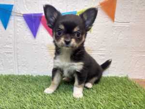 ㉔スコティッシュフォールド(耳折)alt=