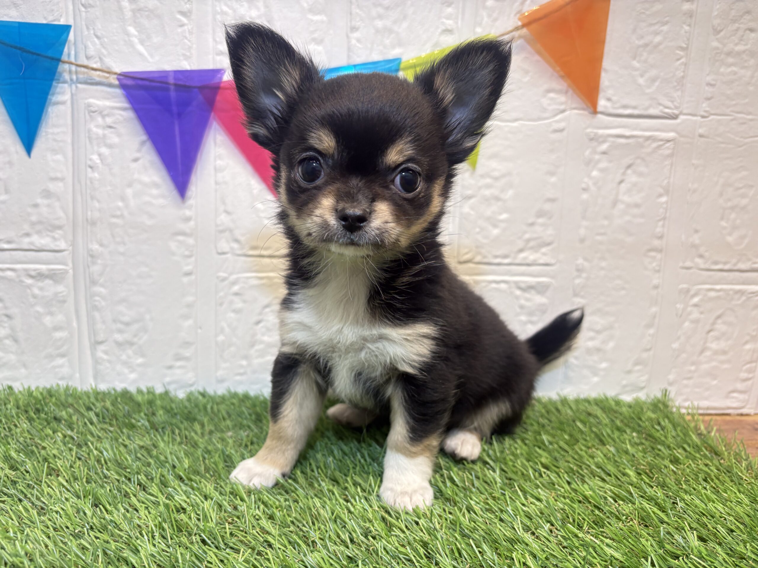 ①チワワ(ロング)