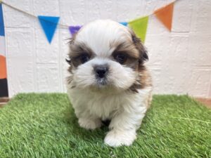 ②シーズー￥240,900(税込)3/23まで→￥207,900(税込)