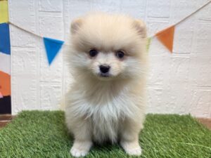 ㉔スコティッシュフォールド(耳折)alt=