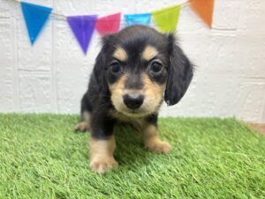 ㉔スコティッシュフォールド(耳折)alt=