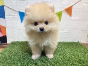 ⑯ポメラニアン￥317,900(税込)3/23まで→￥284,900(税込)